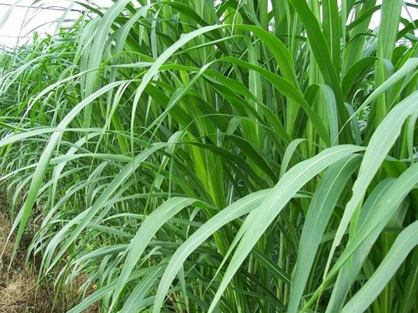 雜交狼尾草和皇竹草對(duì)比