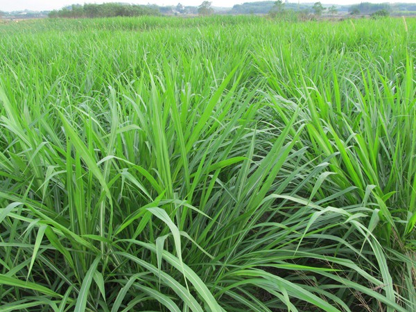雜交狼尾草和皇竹草對(duì)比
