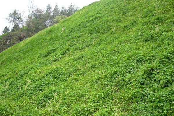 白三葉草種子什么時(shí)候播種