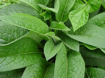 俄羅斯飼料菜喂養(yǎng)家畜效果如何