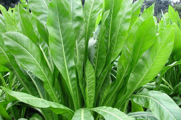 將軍菊苣牧草營養(yǎng)價(jià)值高嗎