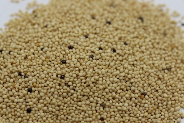 籽粒莧牧草的種植技術(shù)