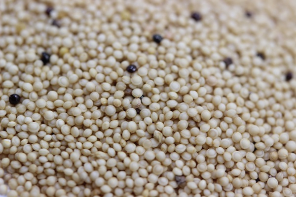 籽粒莧牧草的種植技術(shù)