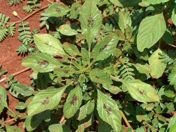 籽粒莧牧草的種植技術(shù)