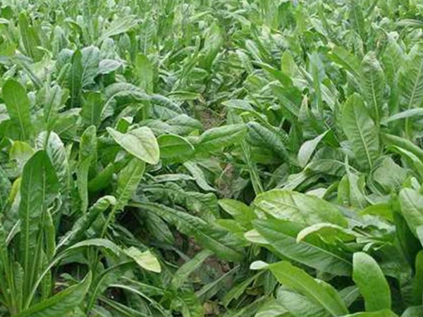 牧草魯梅克斯種子的種植技術(shù)