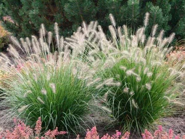 雜交狼尾草種植技術(shù)及高產(chǎn)技巧