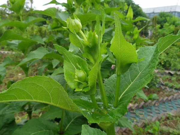 串葉松香草怎樣去毒，營養(yǎng)價值有哪些？