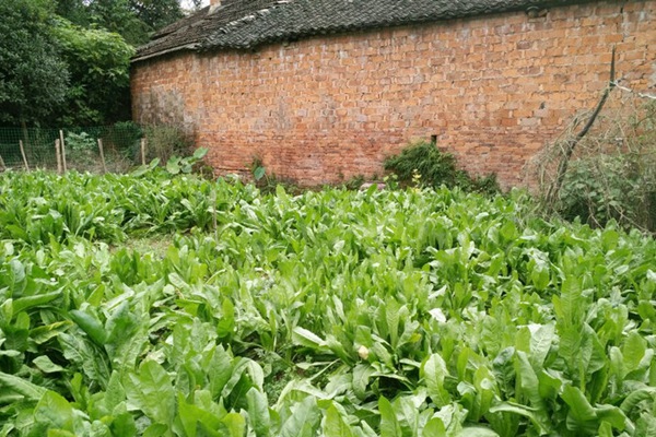 將軍菊苣種子的種植方法