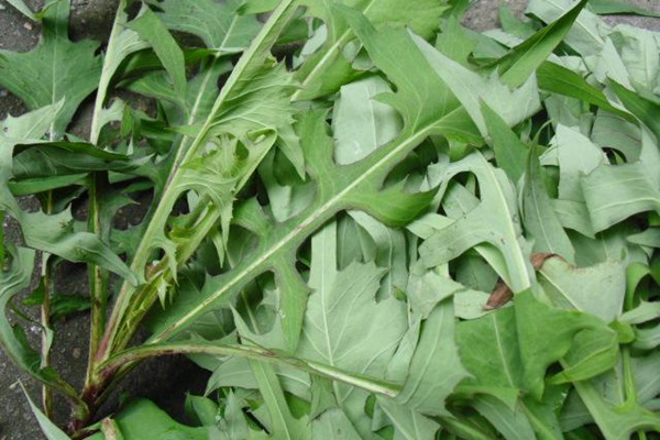苦荬菜什么時(shí)候種植最合適