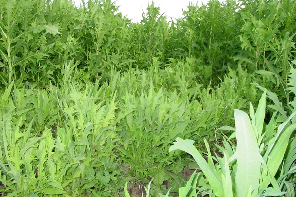 苦荬菜什么時(shí)候種植最合適