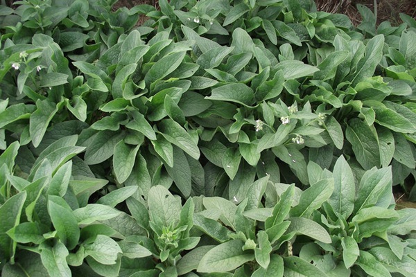 種植俄羅斯飼料菜的經(jīng)濟(jì)效益如何