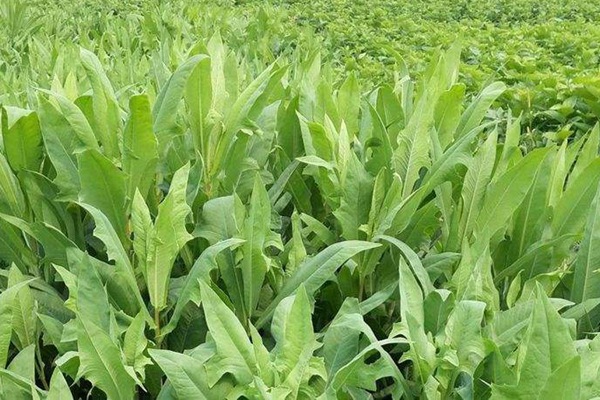 苦荬菜種子畝播種用量