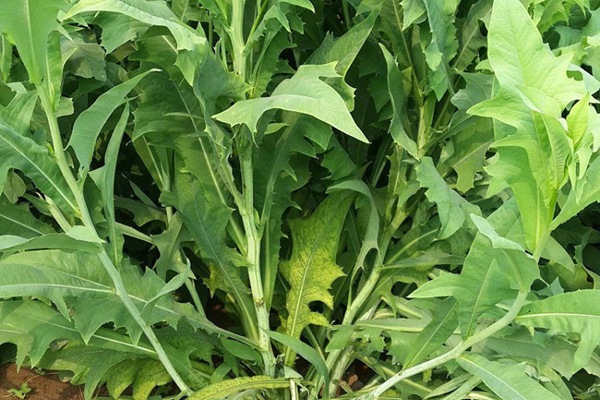 苦荬菜的營(yíng)養(yǎng)價(jià)值