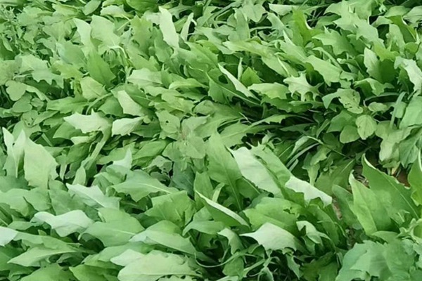 苦荬菜種子價(jià)格多少，多少錢(qián)一斤種子？
