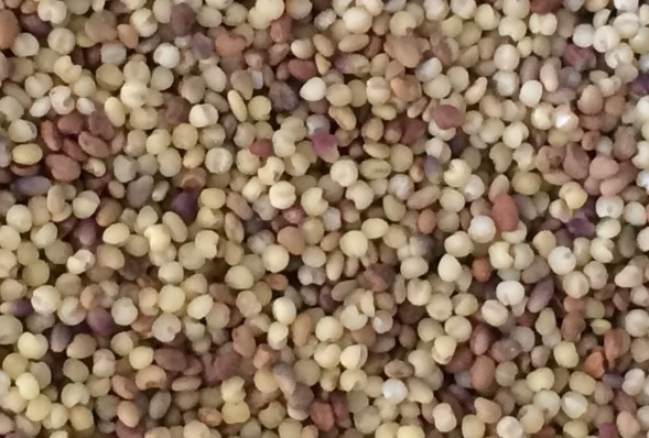 紅三葉草