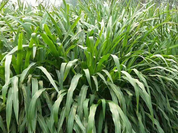 墨西哥玉米草種子幾天能夠發(fā)芽