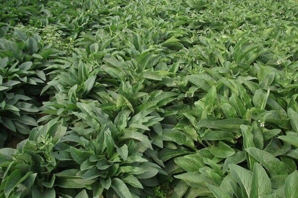 俄羅斯飼料菜與墨西哥玉米草的區(qū)別有哪些