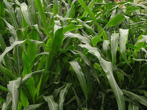 墨西哥玉米草種子播種后幾天發(fā)芽？怎么播種發(fā)芽更快