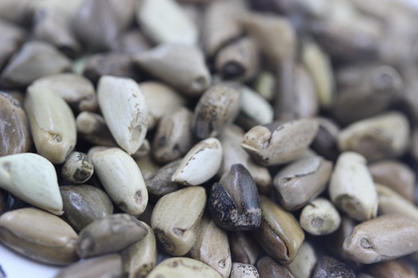 墨西哥玉米草種子播種后幾天發(fā)芽？怎么播種發(fā)芽更快