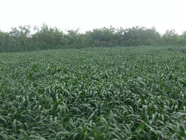 墨西哥玉米草種子播種后幾天發(fā)芽？怎么播種發(fā)芽更快