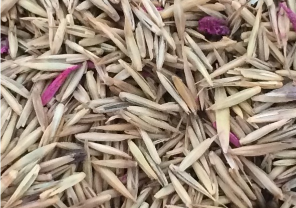 冰草種子怎么種，種后多久發(fā)芽