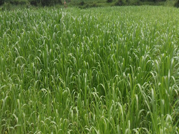 冰草種子價(jià)格，哪里有賣(mài)的