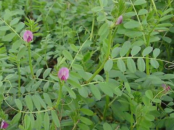 光葉紫花苕一畝地能產(chǎn)多少草