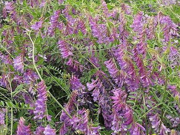 光葉紫花苕怎么播種，播種后多久發(fā)芽