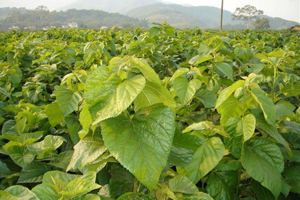 桑樹用作畜飼草可產(chǎn)多少茬