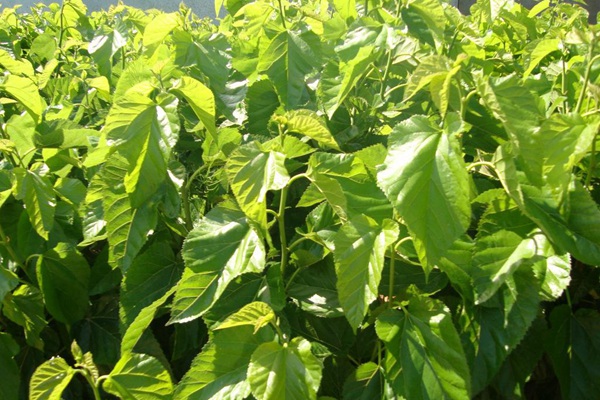 桑飼草樹能用作飼草嗎，種植養(yǎng)護(hù)技巧有哪些