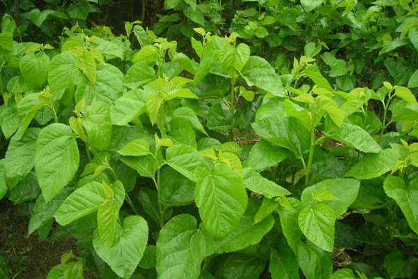 桑飼草樹能用作飼草嗎，種植養(yǎng)護(hù)技巧有哪些