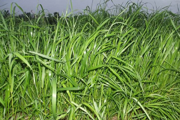 冬牧70黑麥草什么時間播種？播種方法有何技巧