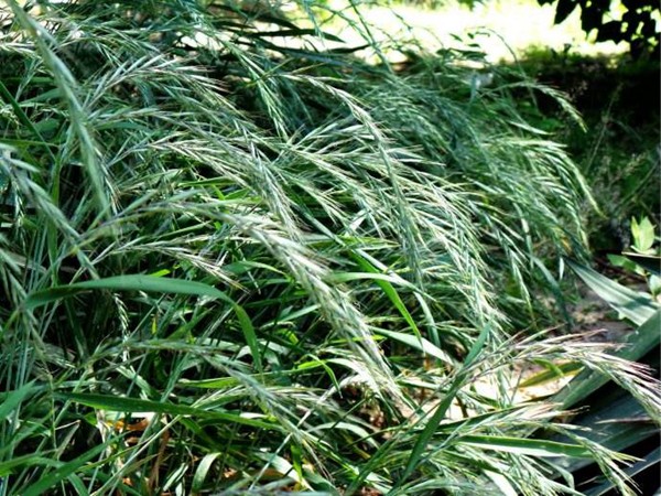 披堿草如何進(jìn)行播種