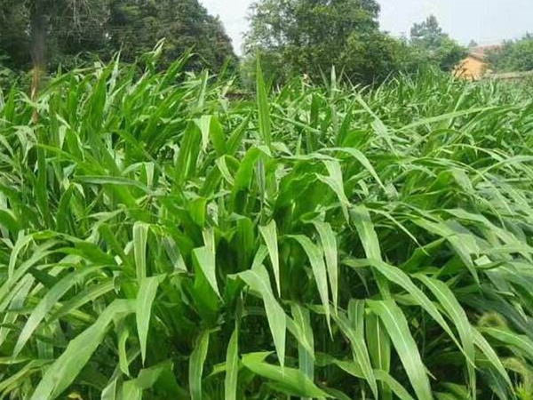 墨西哥玉米草可以直接用來(lái)喂豬嗎？如何喂養(yǎng)
