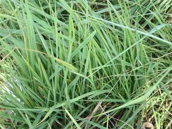 適合披堿草種植的地區(qū)