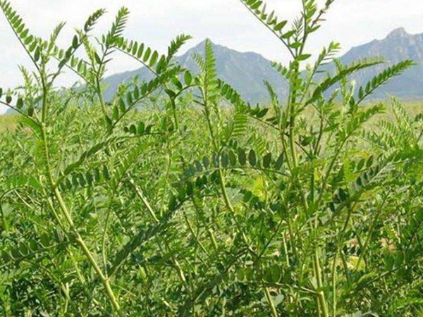沙打旺種子價(jià)格，一畝地種多少