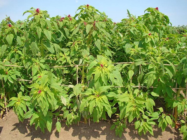 種植籽粒莧的經(jīng)濟(jì)效益如何，怎樣提高效益