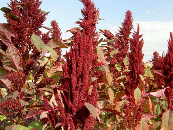 種植籽粒莧的經(jīng)濟效益如何，怎樣提高效益