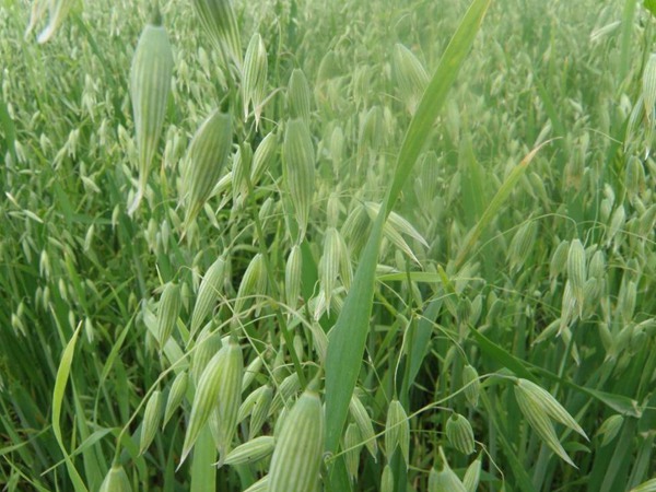 飼草型燕麥產(chǎn)量，如何提高畝產(chǎn)量