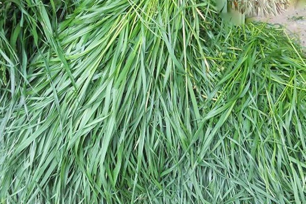 適合在廣東種植的飼草，如何種植