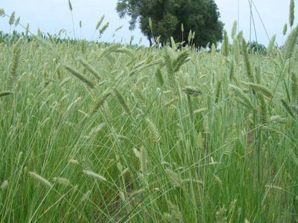冰草的種植養(yǎng)護(hù)技巧和高產(chǎn)技巧