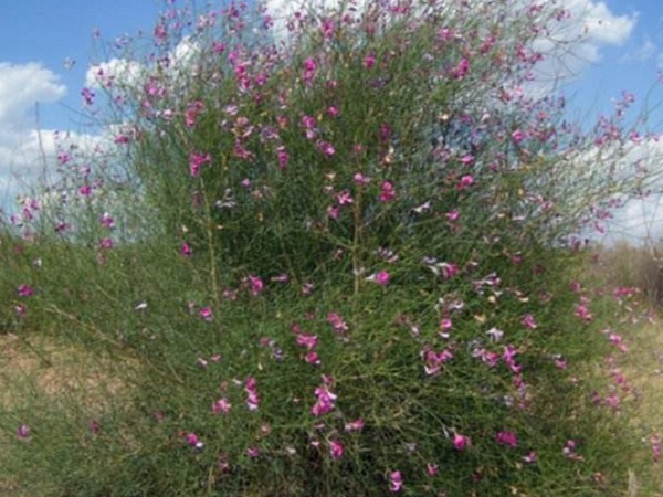 花棒是飼草嗎，怎么種植
