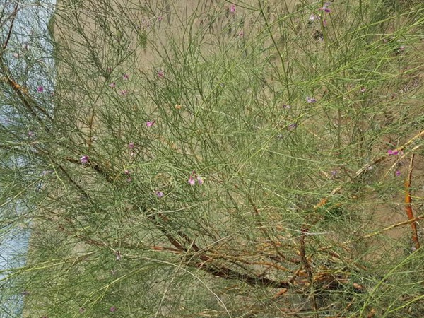 花棒是飼草嗎，怎么種植