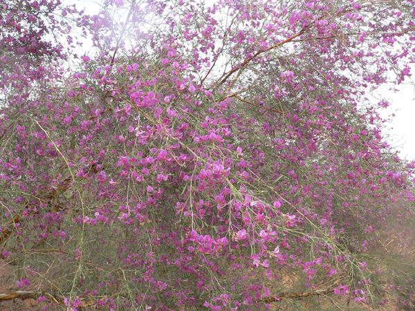 花棒是飼草嗎，怎么種植