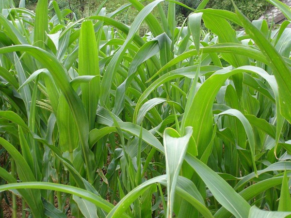 高丹草的種植技術(shù)和養(yǎng)護(hù)技巧