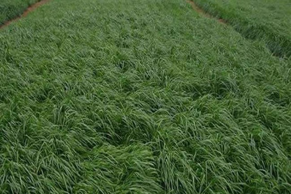 多年生黑麥草的種植要點以及高產(chǎn)技巧有哪些