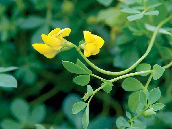 百脈根產(chǎn)量如何，怎樣提高畝產(chǎn)量