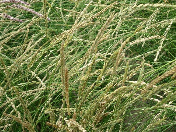 牧草種植技術(shù)包括哪些，有哪些共同的種植技巧