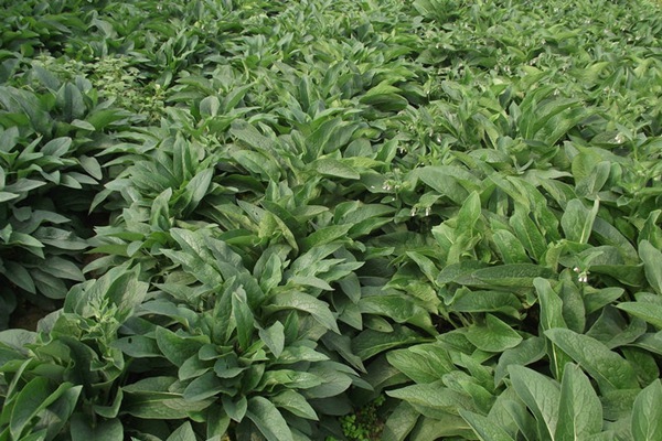 俄羅斯飼料菜種子怎么種？
