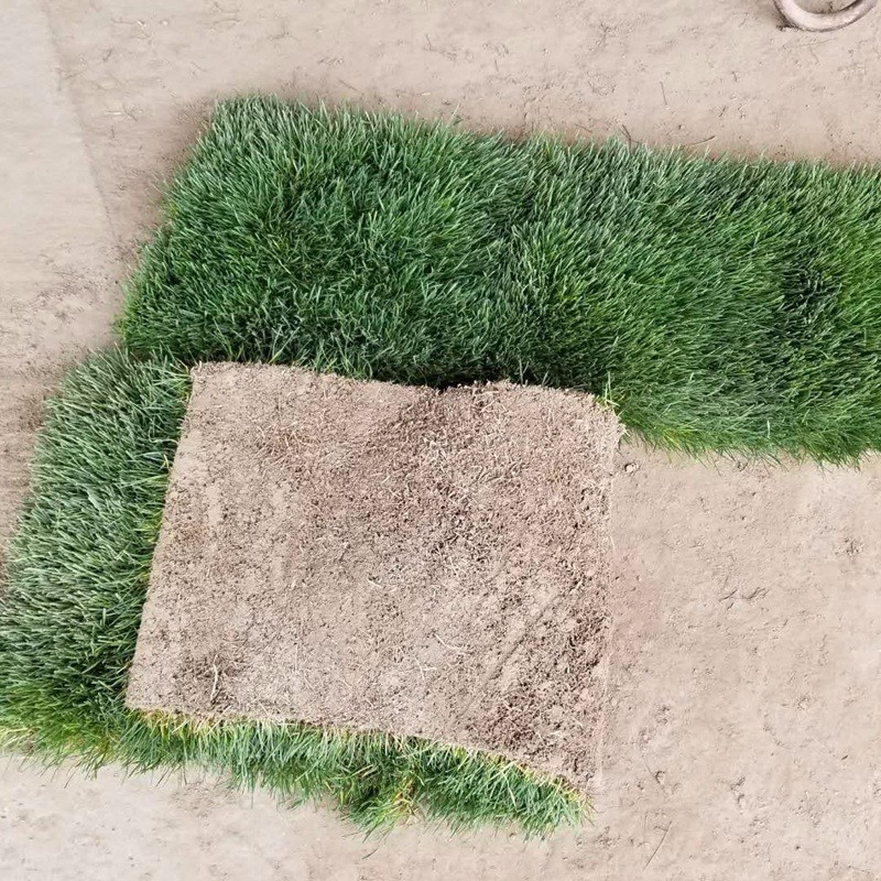 果嶺草
